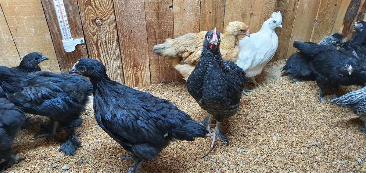 Молодые курочки в моём хозяйстве