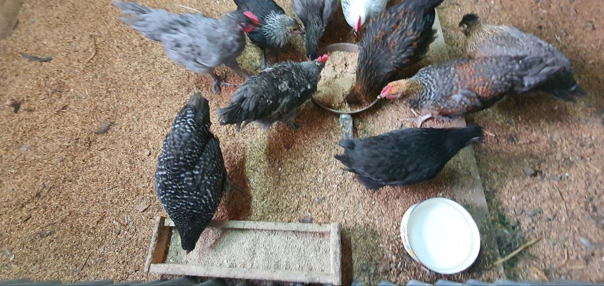 Чистота и порядок в курятнике, чистая вода и кормушки