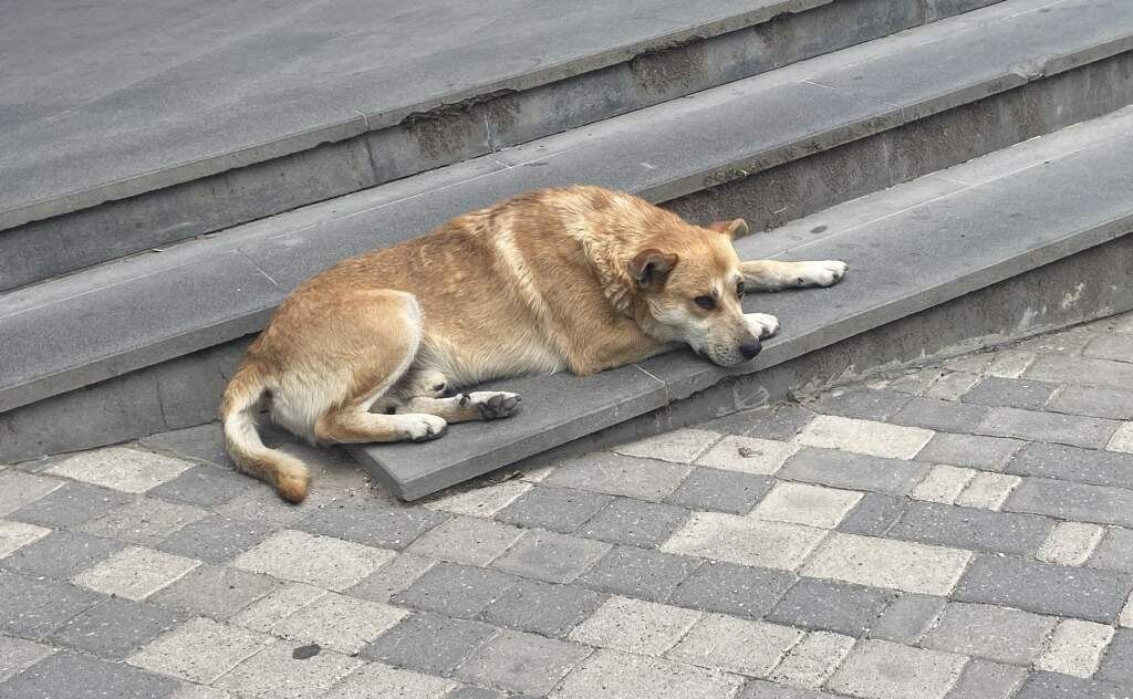    Фото: "Веселовские вести" Веселовские вести
