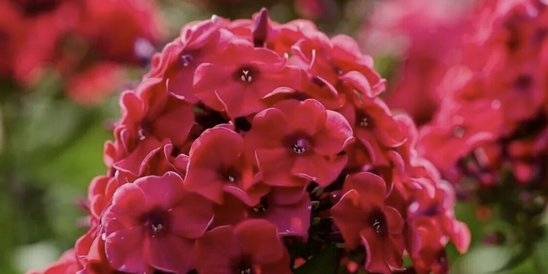 Уход за флоксами после цветения: как подготовить к зиме и обеспечить пышное цветение в будущем сезоне