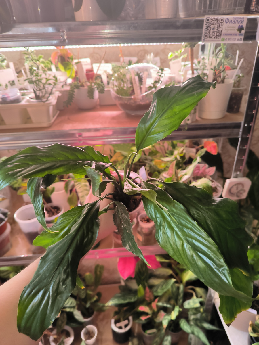 Один из безымяных Спатифилумов в моей коллекции