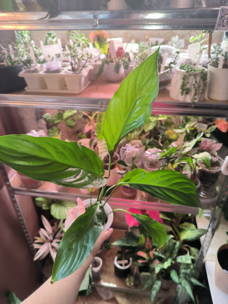 Второй безымянный Спатифилум - первый в моей коллекции