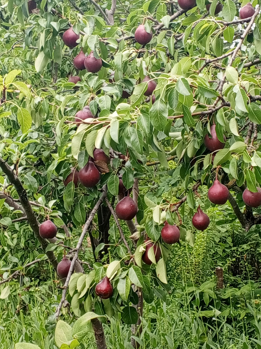 Старкримсон поспел