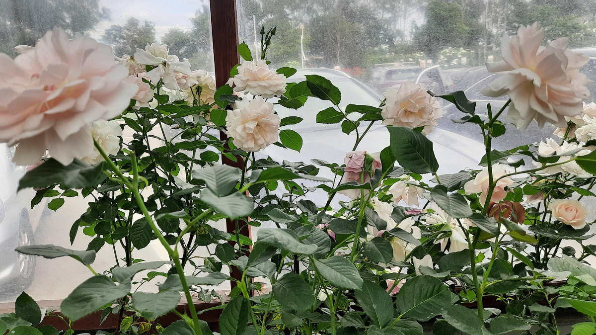 'Оливия Роуз'. Все фотографии в статье мои