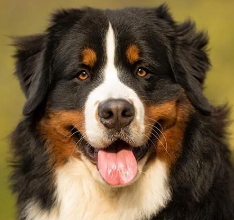 Как оцениваются сухие корма для собак? Есть ли профессиональные методы оценки и насколько они действенны?