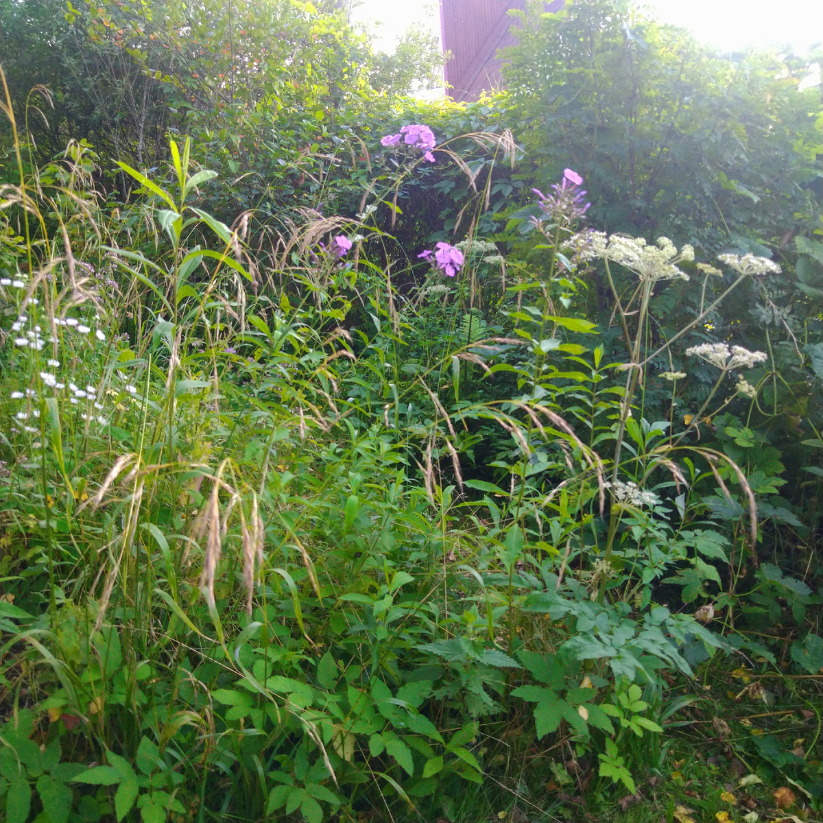 Куртинка у забора