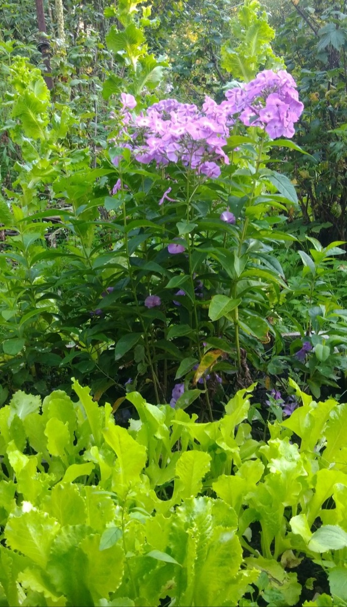 Флоксы и салат