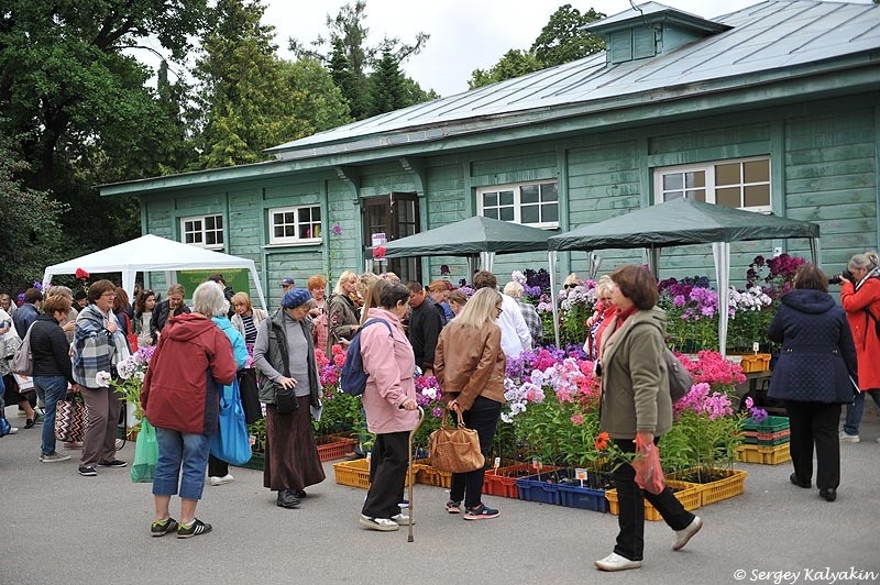 Продажа флоксов на выставке "Мир флоксов"