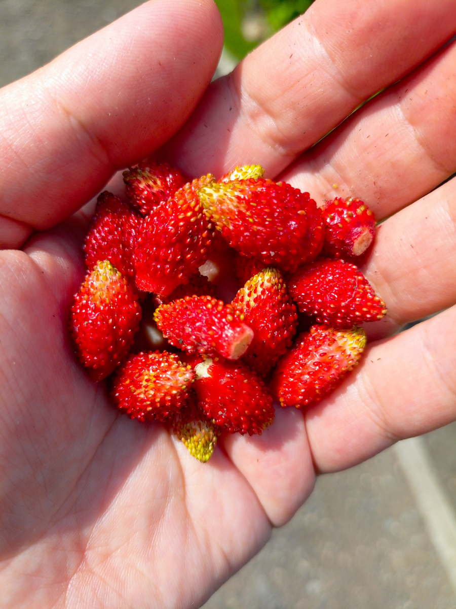 Немного земляники😋