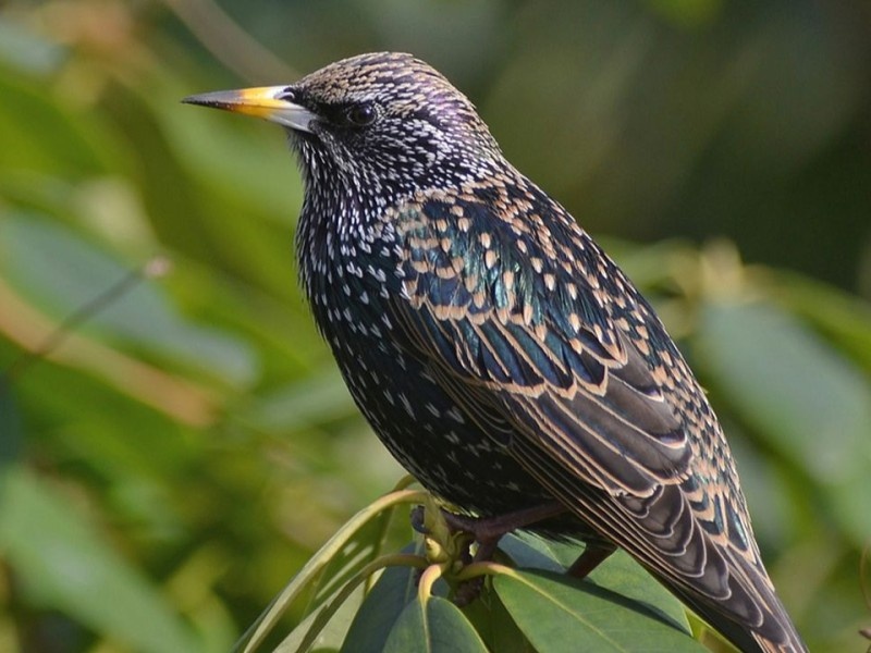    Музыкант «записал» PNG-картинку в пение скворца