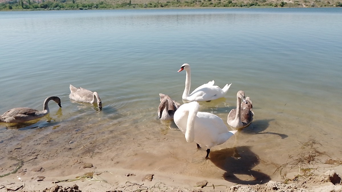 Семейство. Фото автора. 