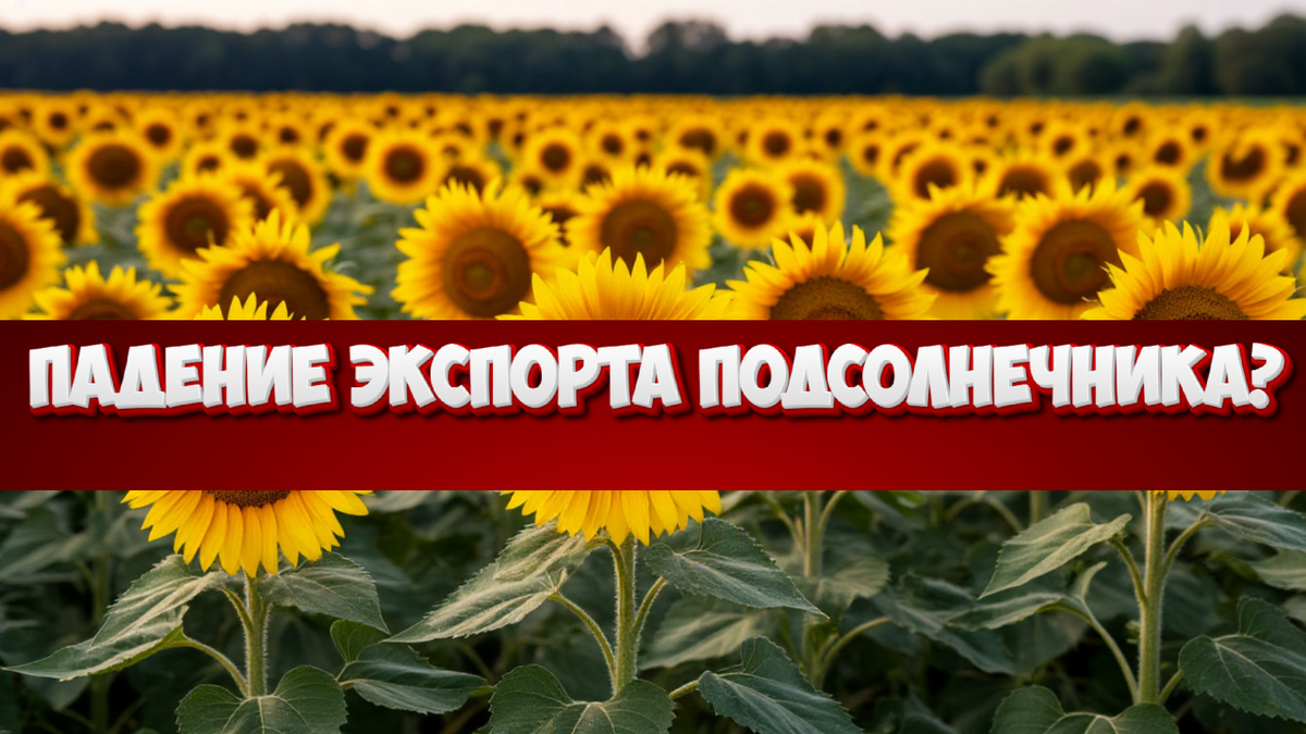 Драма подсолнечных полей: Почему рекордные цены НЕ спасли российский масляный экспорт от обвала в 38%? И где ищут спасение?