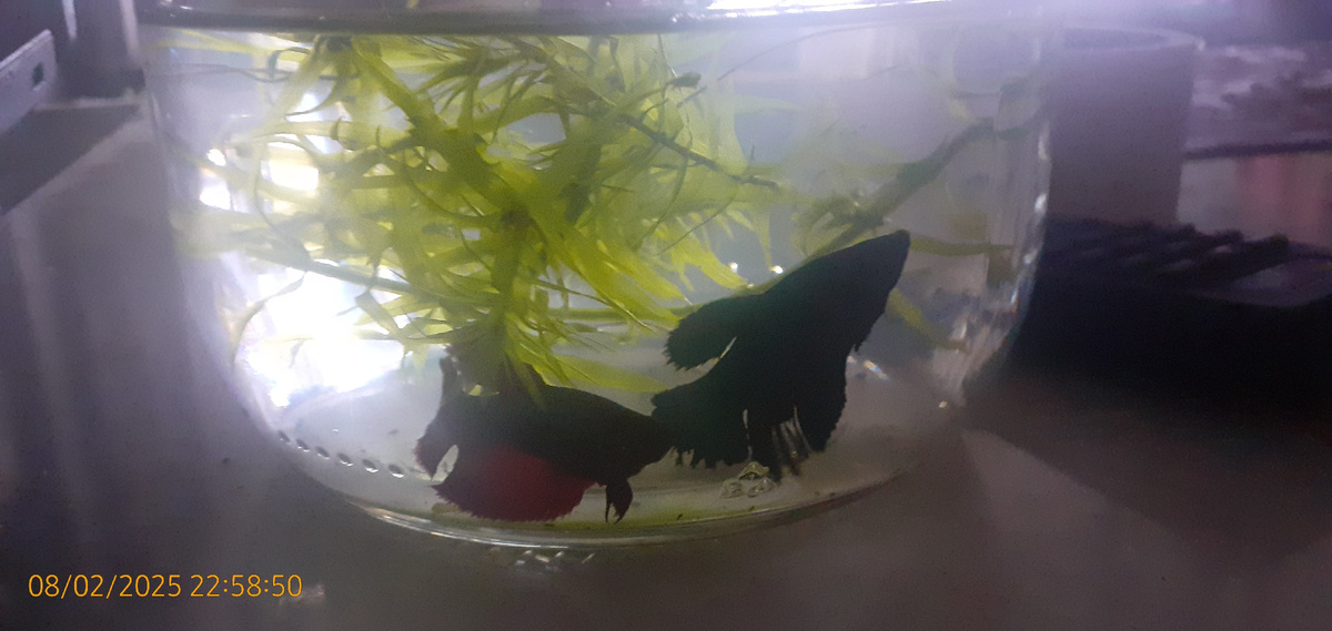 Самки не дерутся, живут мирно, но пока в другой емкости, отдельно от самца. Так сказать, любуются друг другом через два стекла.