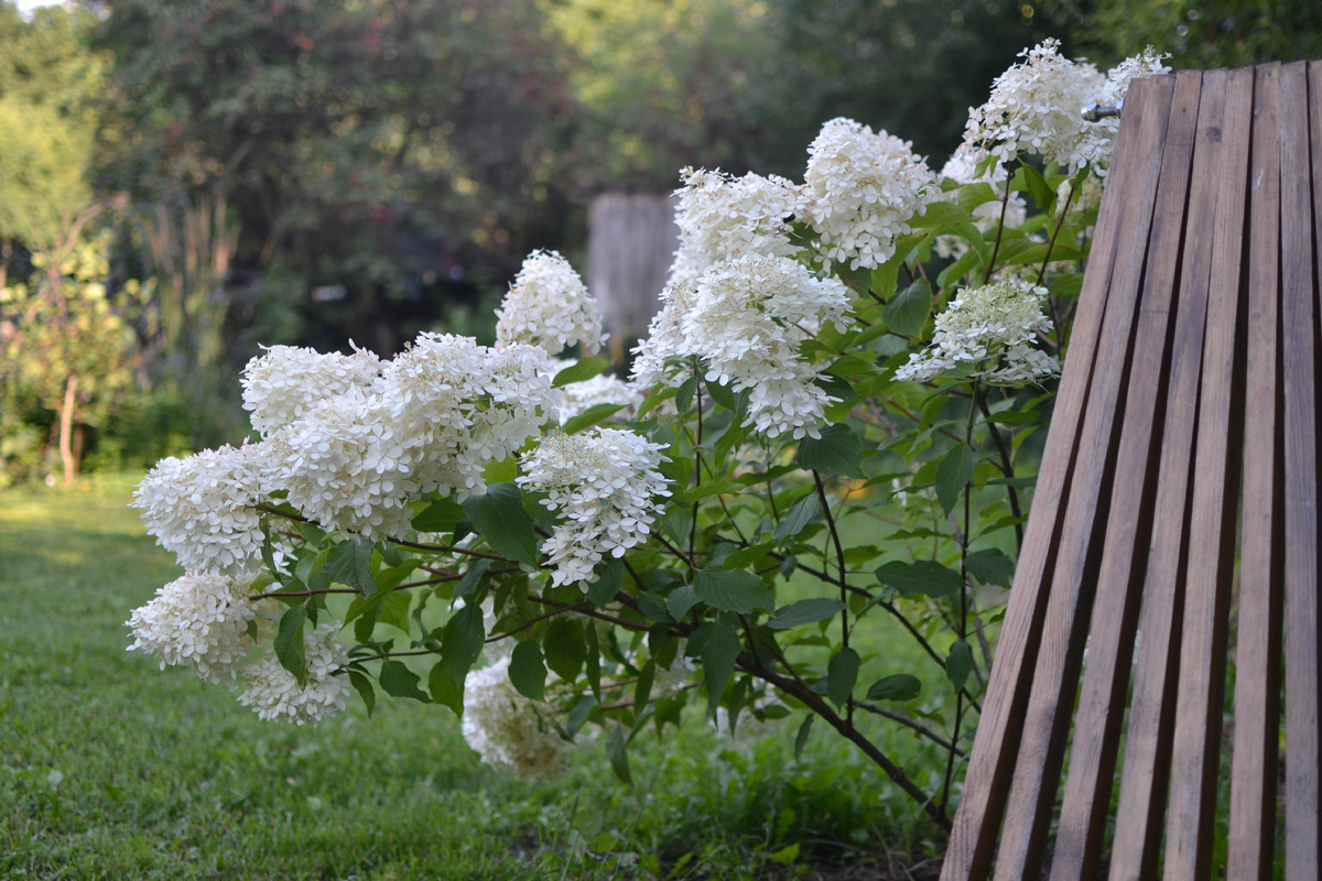 Гортензия Фантом в моем саду