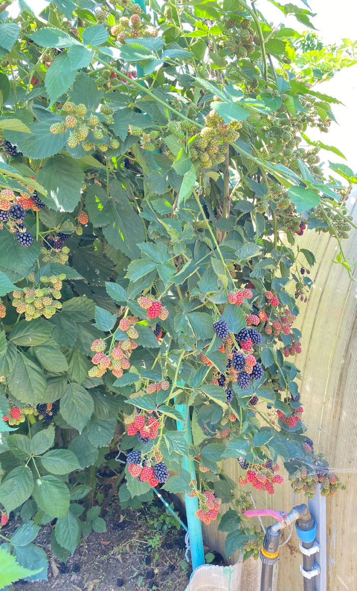 Это, например, наша ежевика. Фото автора статьи 