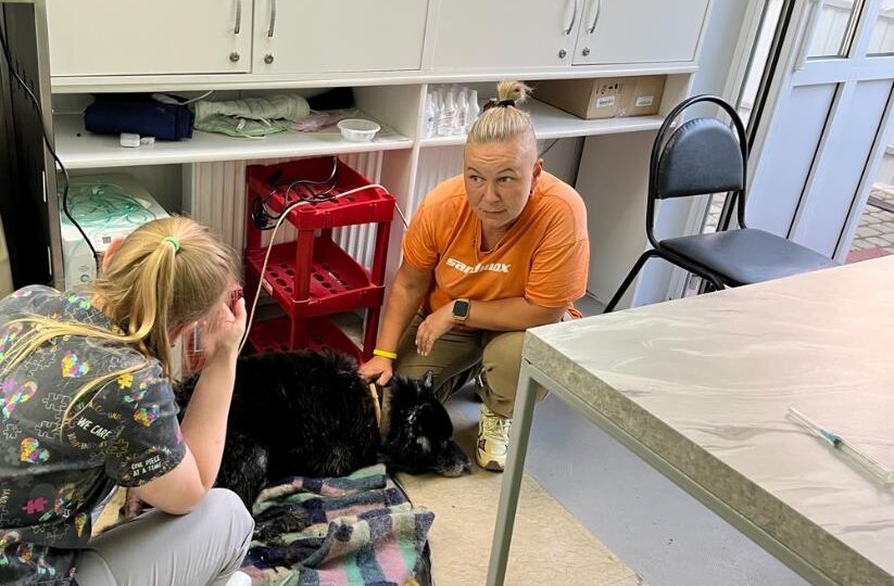 💡 Новый закон об усыплении: зло и гуманность?