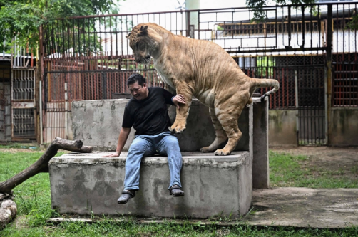 АВТОМЕХАНИК во дворе со своим домашним лигром в Таиланде. Так и живем.