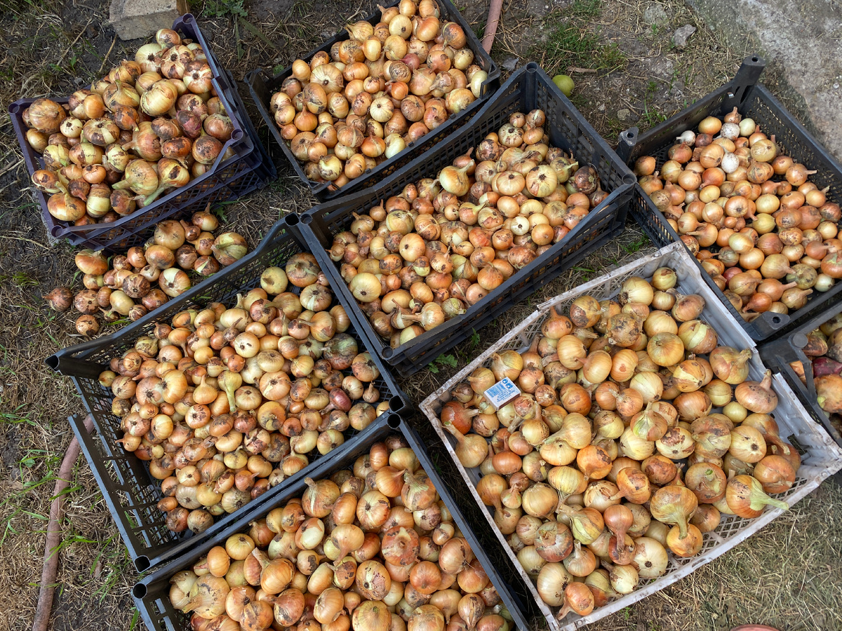 Это с двух оставшихся гряд. Первую грядку убирала за несколько дней до этого, там пять вёдер было с лишним 