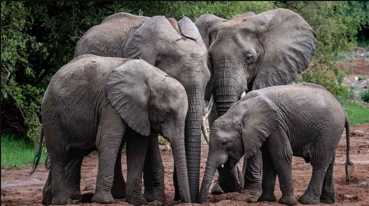 Слоны. Источник: Christopher Wilhelmi