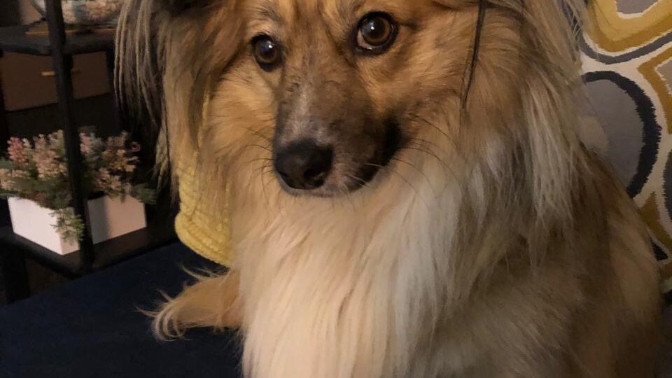 Варю выгнали на улицу, на радость детям с рогатками. Что с ней спустя 1 год?