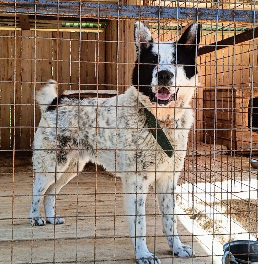 Мишка - молодой, сильный парень, возраст два года