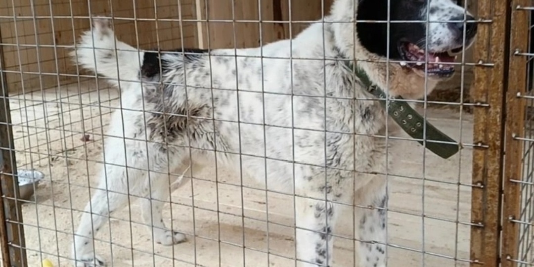 Мишка- где твоя улыбка