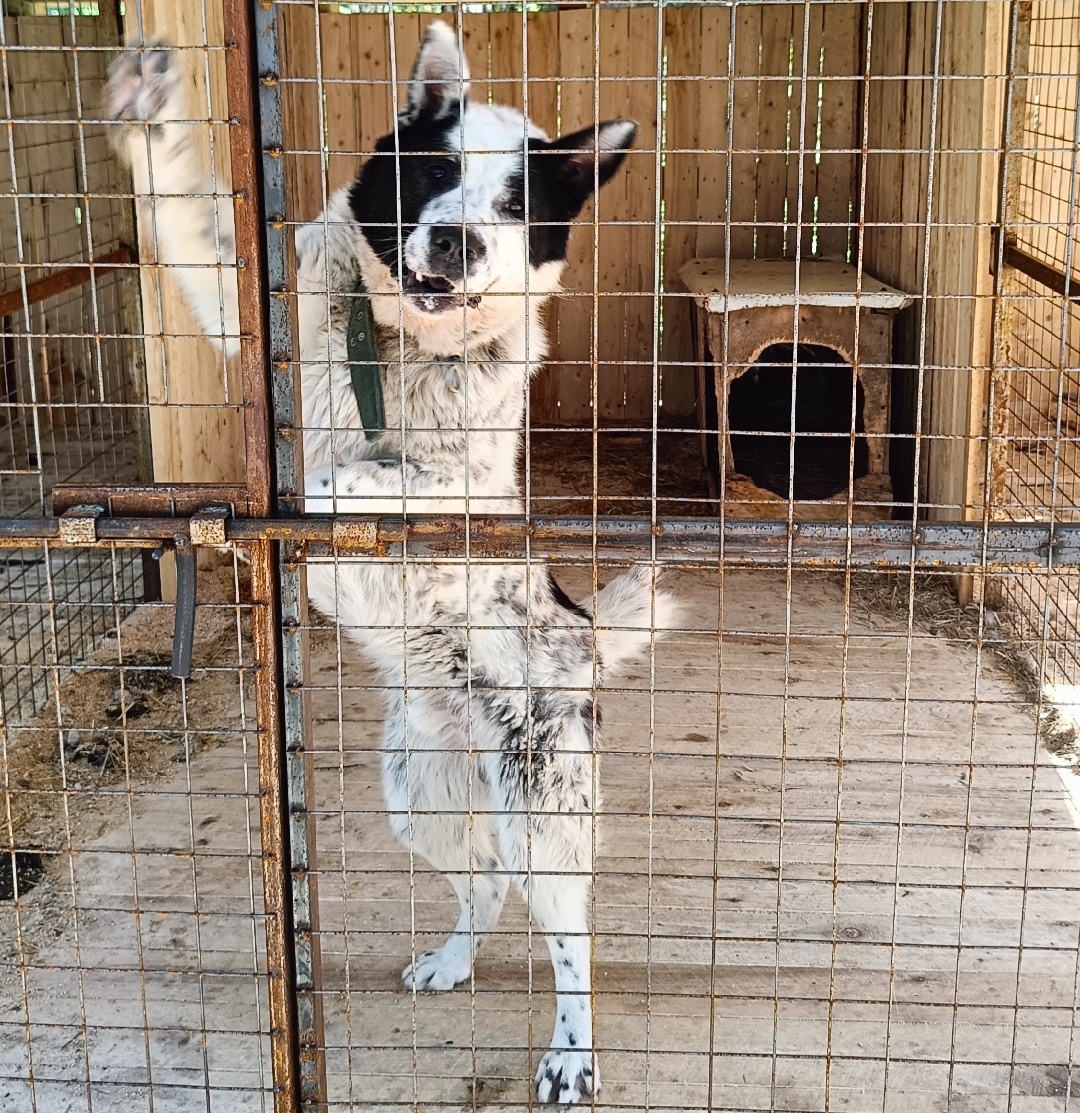 И ничего страшного, что пол-хвоста нет