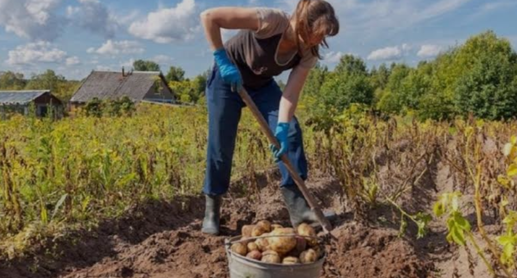 Растёт ли картофель после высыхания ботвы и когда ее копать?