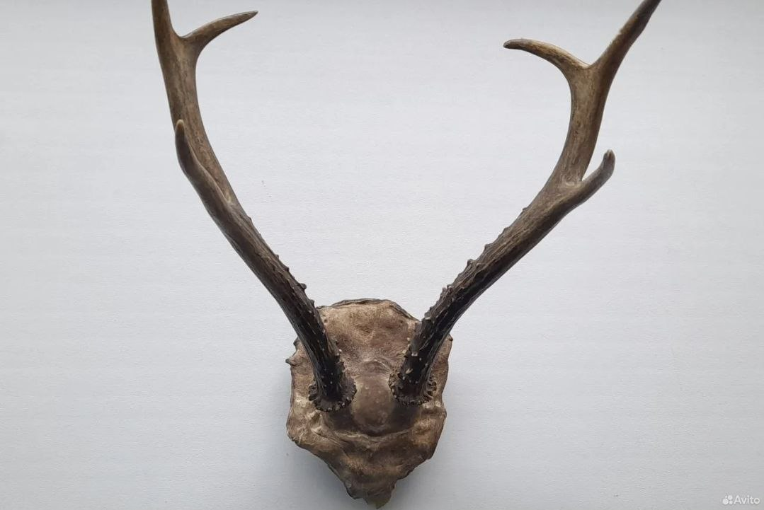 Рога косули