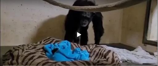 Скриншот видео