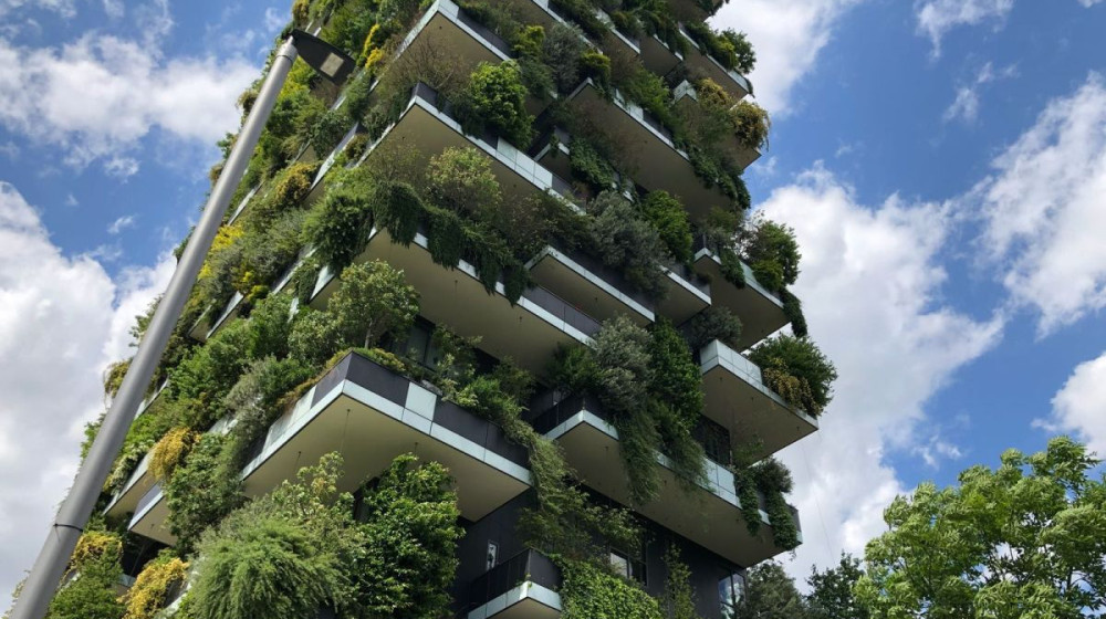    Деревья в небе Сочи