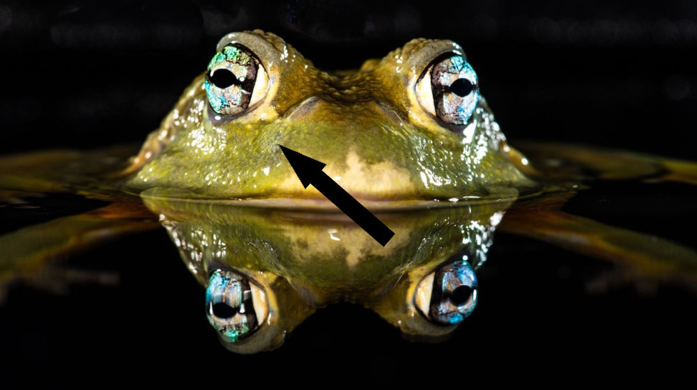    Как лягушки дышат и пьют через кожу и почему это важно