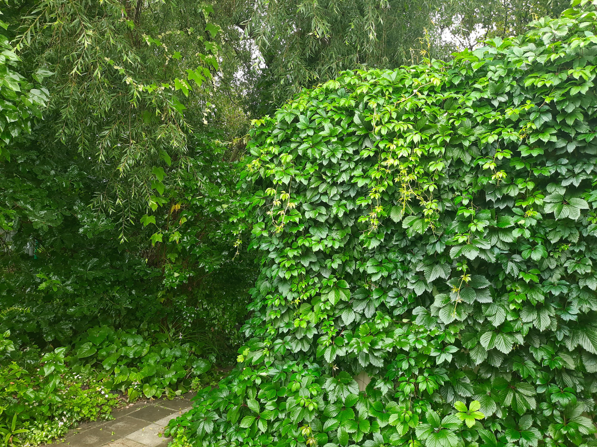 Дикий уголок 