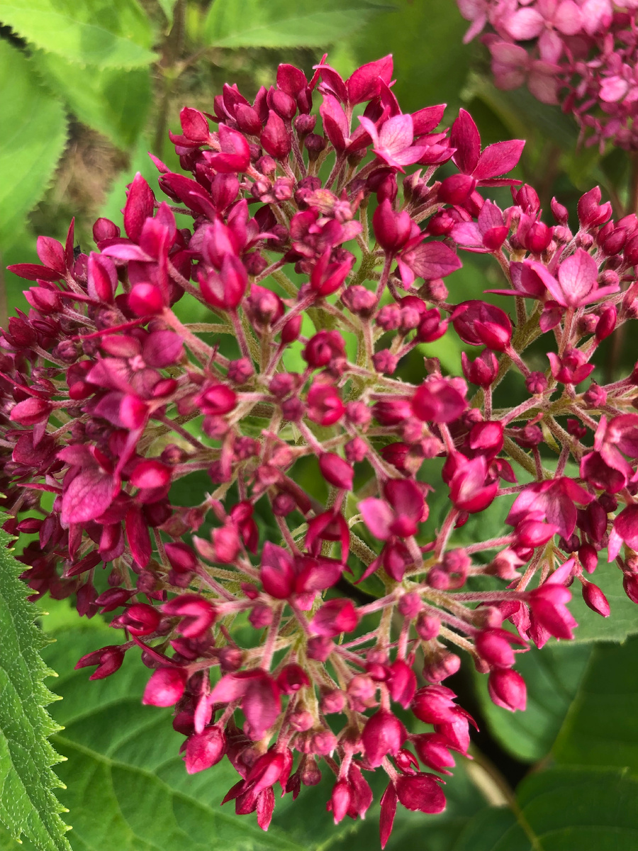 Начало цветения гортензии Руби Аннабель