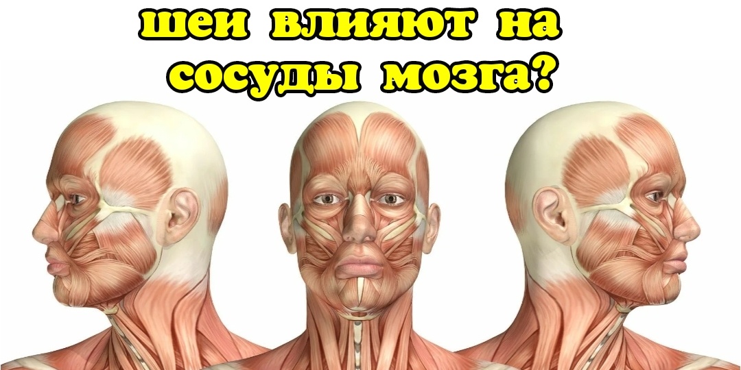 Спор между мышцами шеи: кто важнее? От кого зависит кровоснабжение мозга? Упражнения