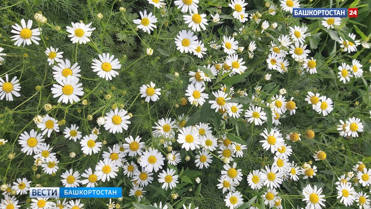    Первая рабочая неделя августа в Башкортостане обещает быть жаркой