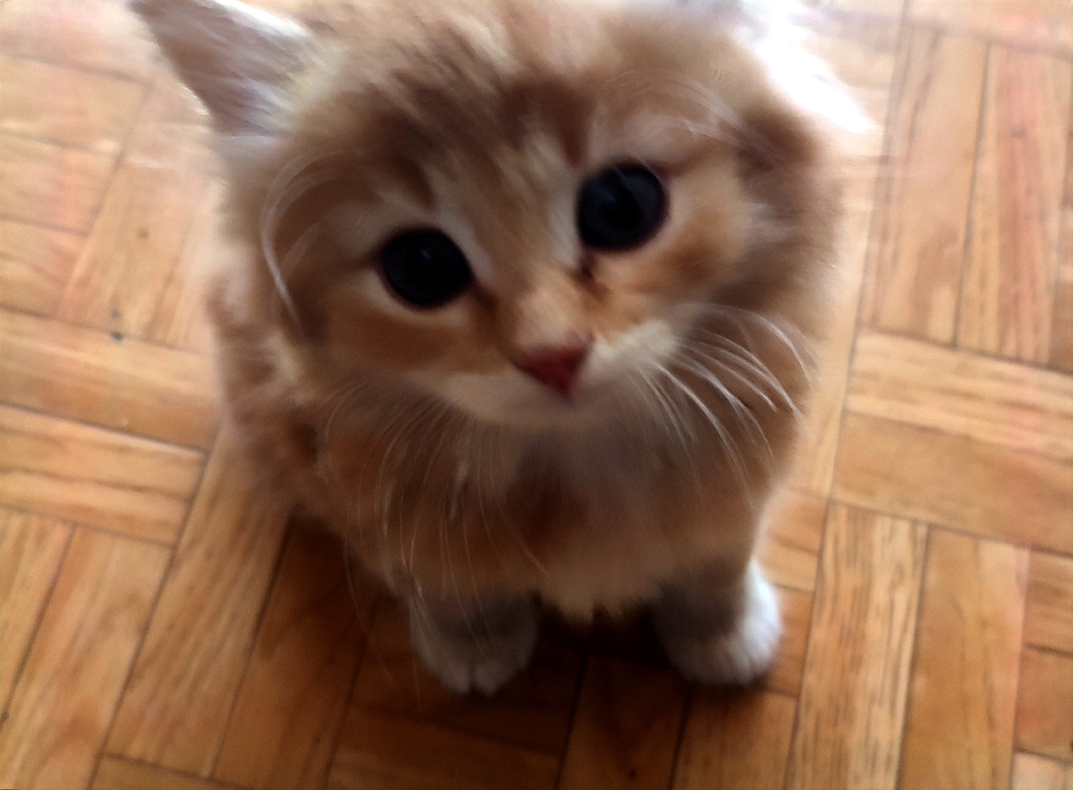 Кеша ( Иннокентий) 