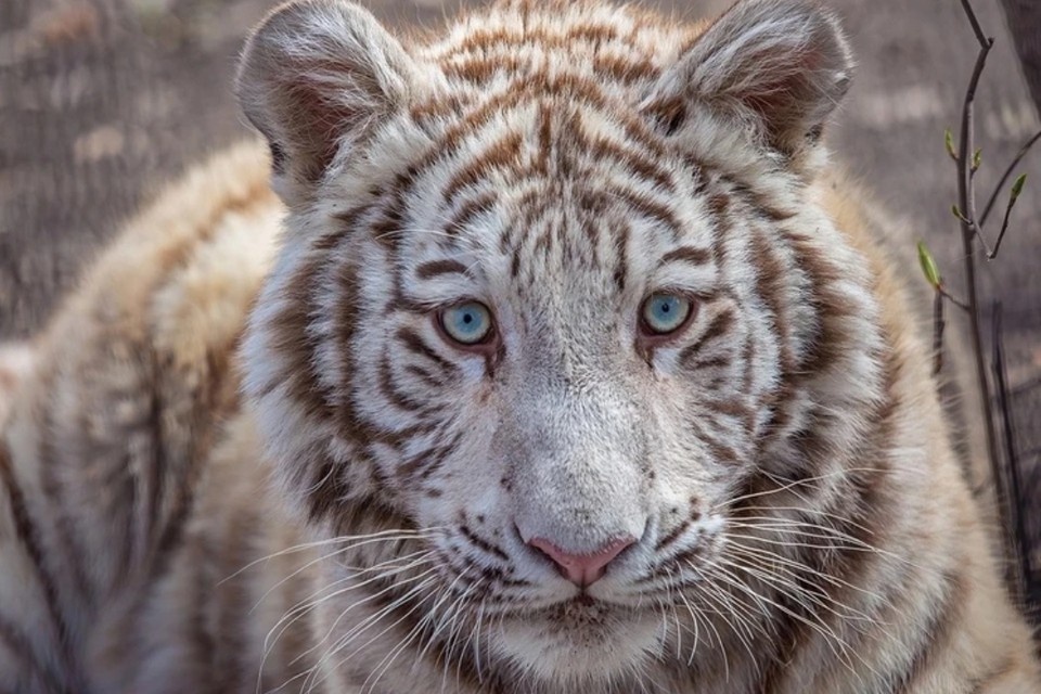    Тигр еще подросток по людским меркам. Фото: Владимир ГАБОВ