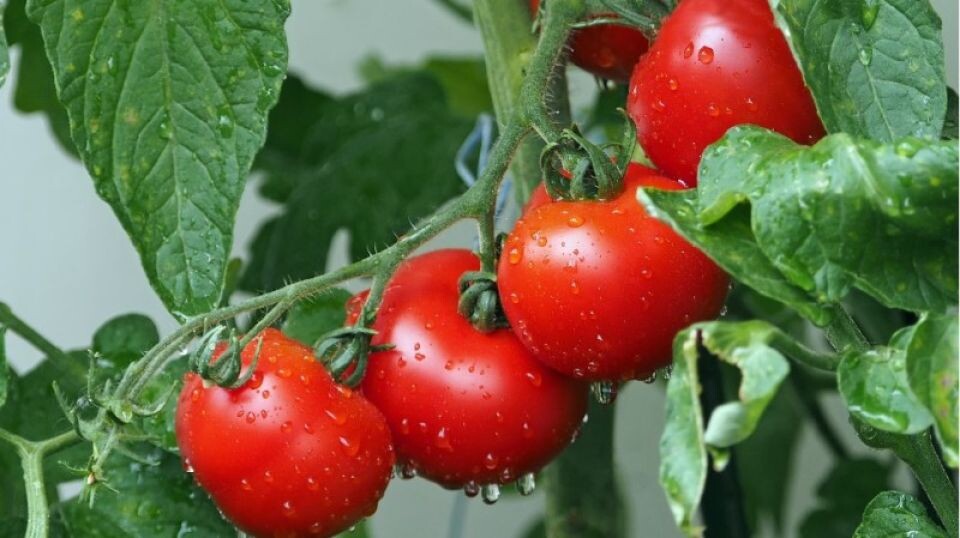    Помидоры. Томаты. Источник: pixabay.com