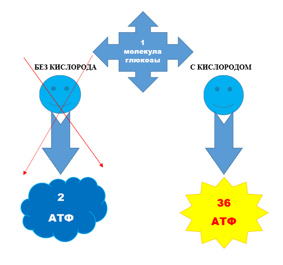 Схема производства АТФ в митохондрии