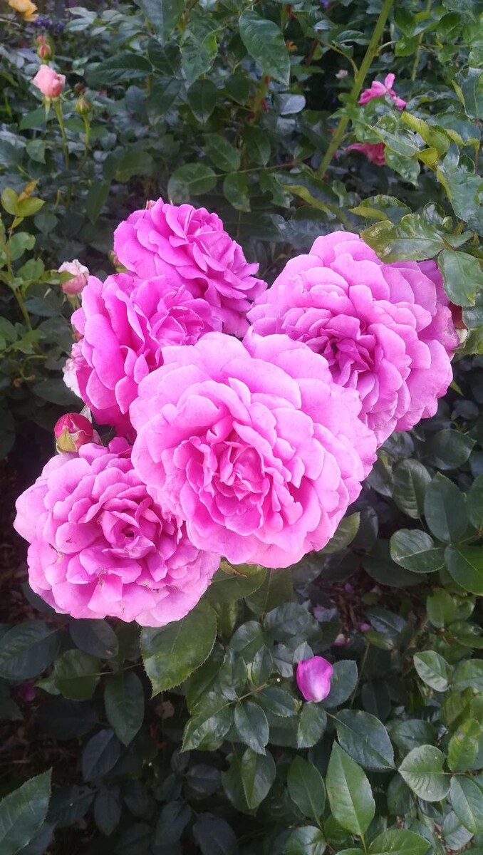 Сурир де Периге ч\г