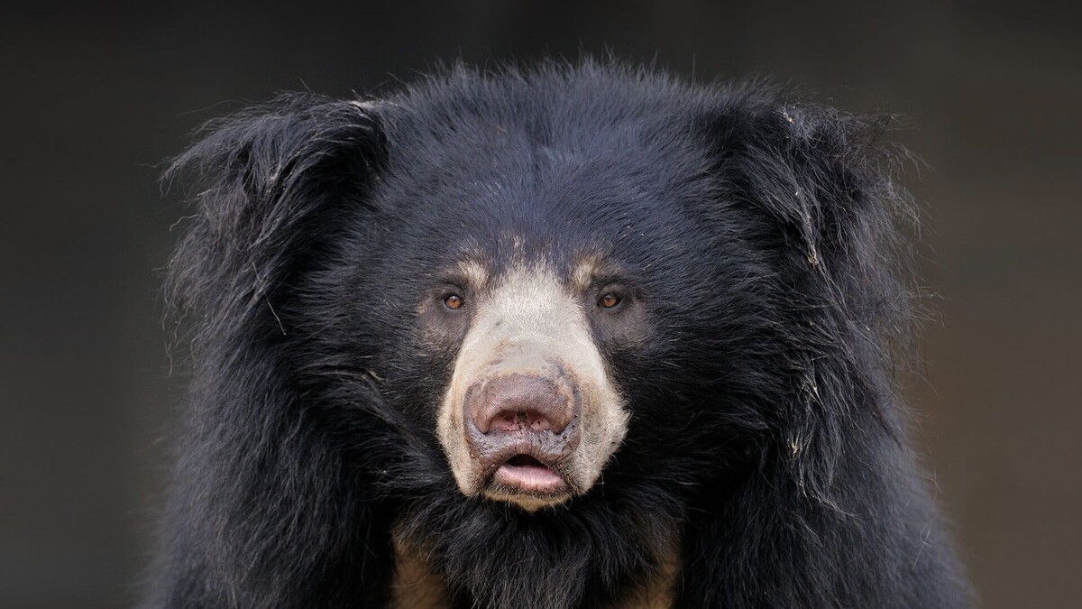 Фото с сайта: https://br.pinterest.com/b4ngch4nn1ee/sun-bears3/