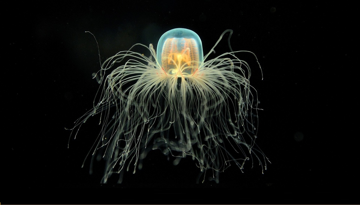 Turritopsis dohrnii, фото с сайта: https://joyreactor.cc/post/3102826