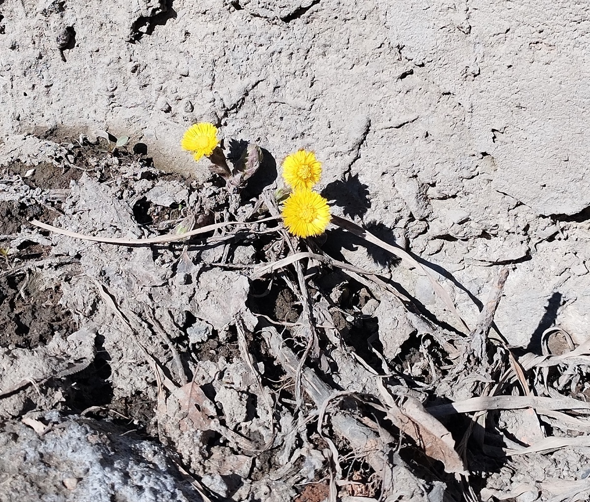 Мы пробивали себе путь, как эти несчастные цветы (или счастливые?) 