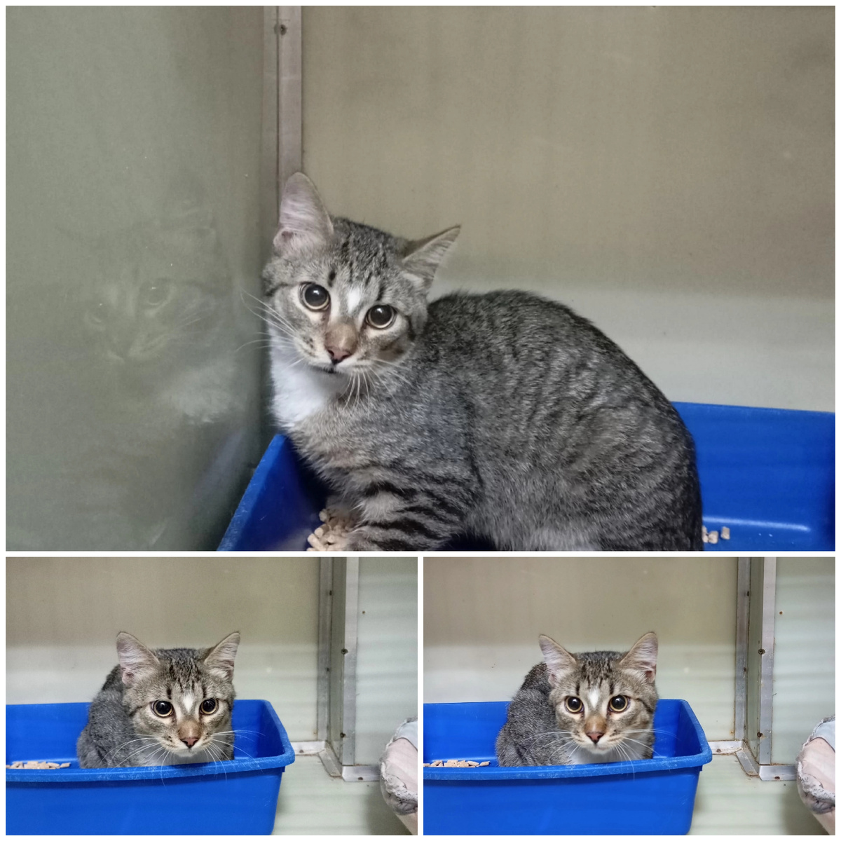 Сарго нашли на улице. Сарго брат Тисаля и сын Усаги.