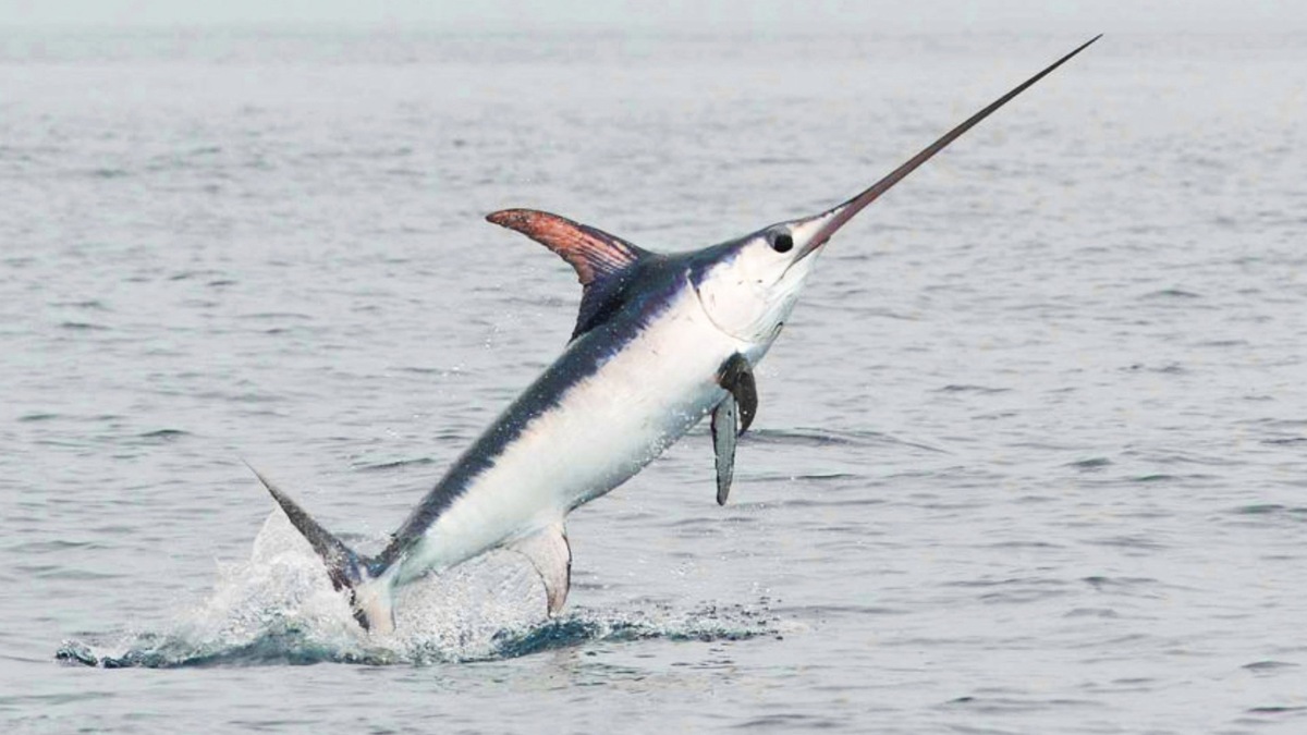 Фото с сайта: https://wishescards.ru/mech/marlina/