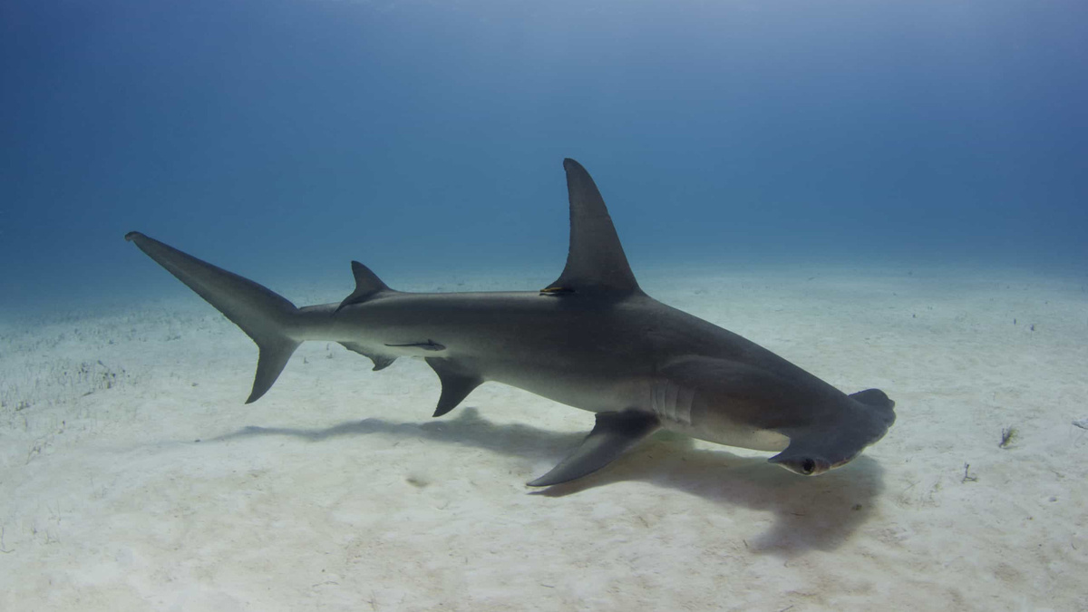 Фото с сайта: https://timveldman.nl/o-tubaram-martelo-k.html