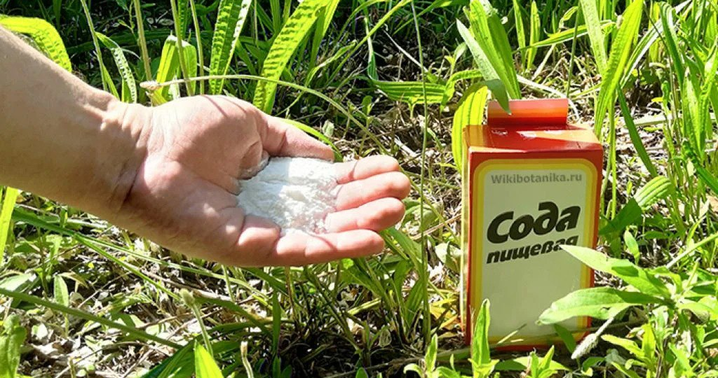 Как разводить соду для полива огурцов и помидоров: полезные советы для садоводов