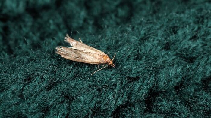 Фото с сайта: https://aksai.fm/polillas-de-la-luz-k.html