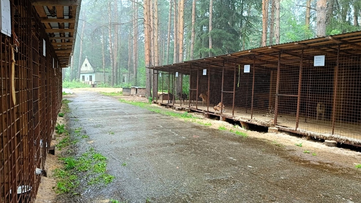 Наш милый и дорогой сердцу приют. 